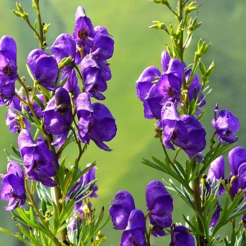 Аконит (борец) /Aconitum napellus Р1,5