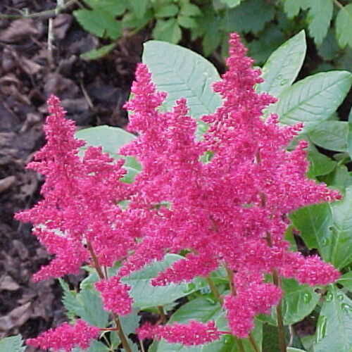 Астильба/Astilbe С3