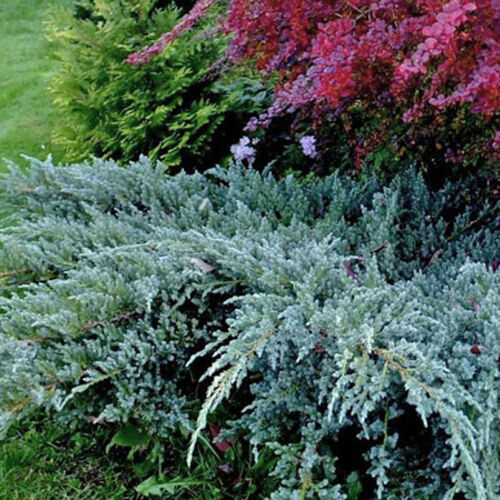 Можжевельник чешуйчатый Блю карпет/Juniperus squamata Blue Carpet 40-60 С7,5 СП