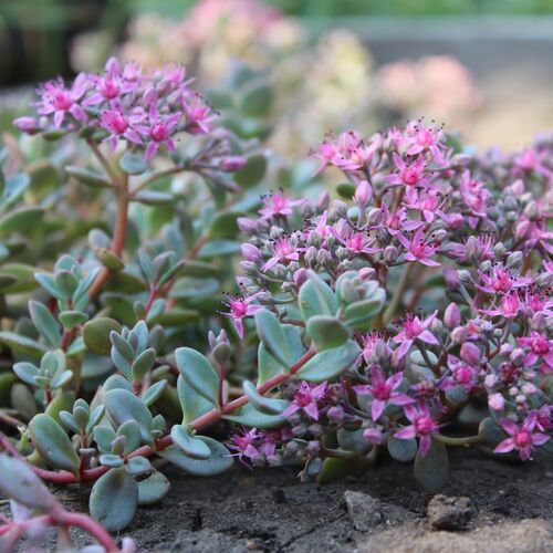 Очиток Зибольда/Sedum sieboldii 