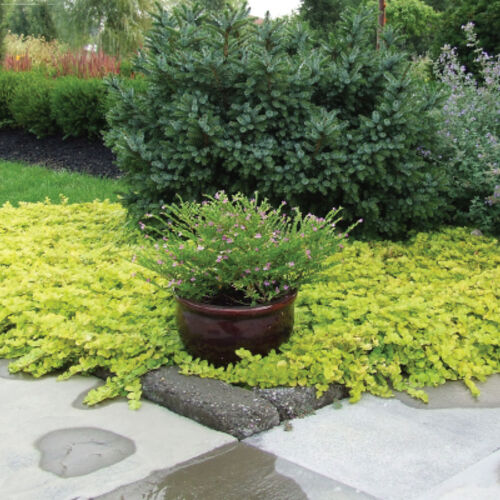 Вербейник монетчатый Aurea/Lysimachia nummularia Aurea /Р1,5