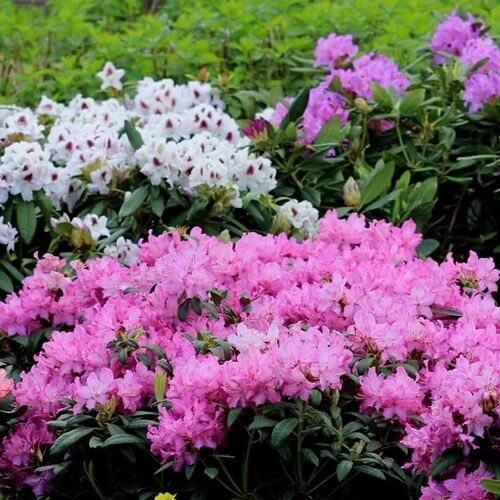 Рододендрон в ассортименте/Rhododendron in sort C4