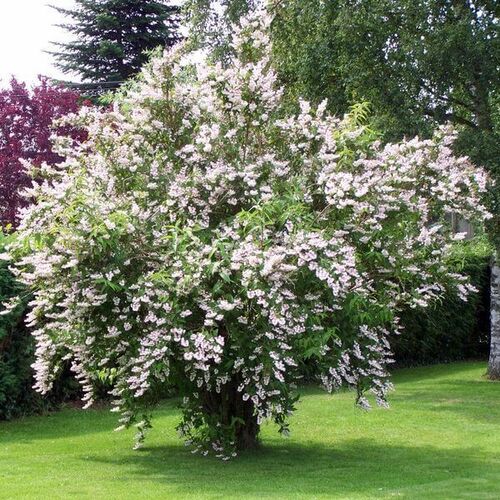 Дейция шершавая/Deutzia scabra 40-60 C3