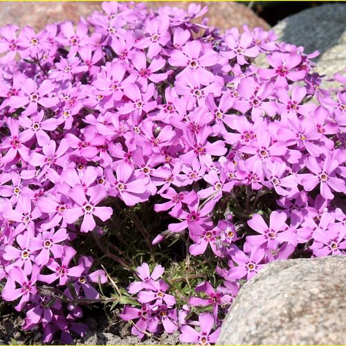 Флокс шиловидный Марджори/Phlox subulata Marjorie Р1,5