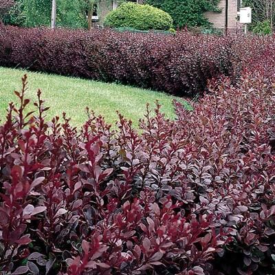 Барбарис средний Рэд Джевел/Berberis media Red Jewel 25-30 С3