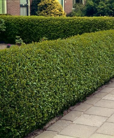 Бирючина овальнолистная/Ligustrum ovalifolium С3