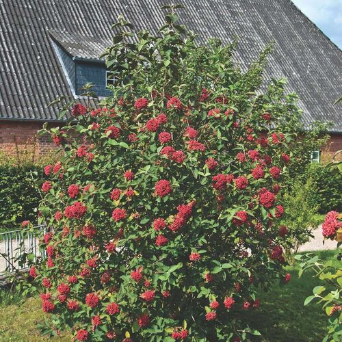 Калина гордовина/Viburnum lantana 100-120 C5