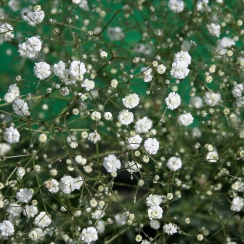 Гипсофила метельчатая Бристол Фери/Gypsophila paniculata Bristol Fairy Р1,5
