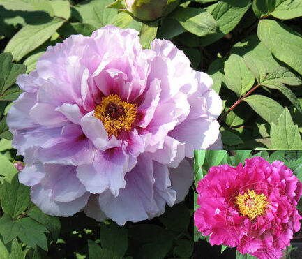Пион древовидный Каматафуджи/Paeonia suffruticosa Kamatafuji С10