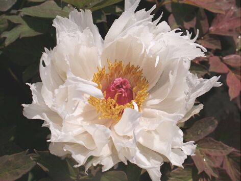 Пион древовидный Микунино Акебоно/Paeonia suffruticosa Mikuni no Akebono С10