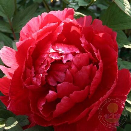 Пион древовидный Тайо/Paeonia suffruticosa Taiyoh С10
