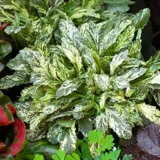 Живучка ползучая Спаклер/Ajuga reptans Sparkler Р1/Р1,5