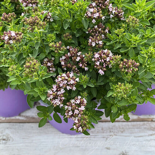 Душица обыкновенная Дьяболо/Origanum rotundifolium Diabolo Р1,5