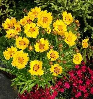 Кореопсис крупноцветковый Сан Кисс/Coreopsis grandiflora Sun Kiss