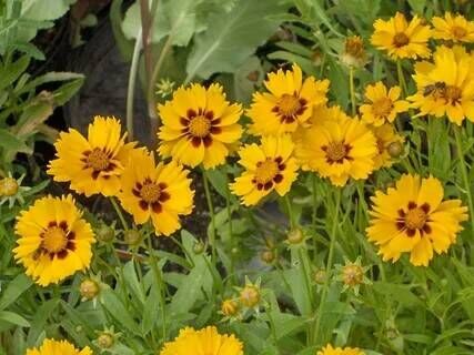 Кореопсис крупноцветковый Солнечный огонь/Coreopsis grandiflora Sunfire