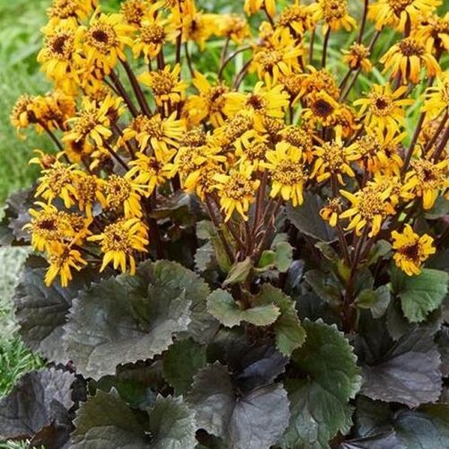 Бузульник зубчатый Пандора/Ligularia dentata Pandora Р1,5