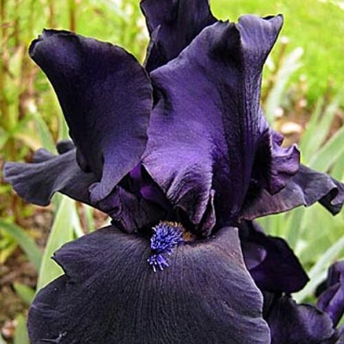 Ирис бородатый (германский) Блэк Уотч/Iris germanica Black Watch Р1,5