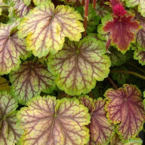 Гейхера гибридная Ван Гог/Heuchera hybrid Van Gogh С3