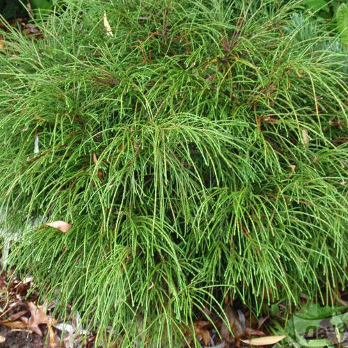 Туя гигантская (складчатая) Випкорд/Thuja plicata Whipcord 20-30 С3