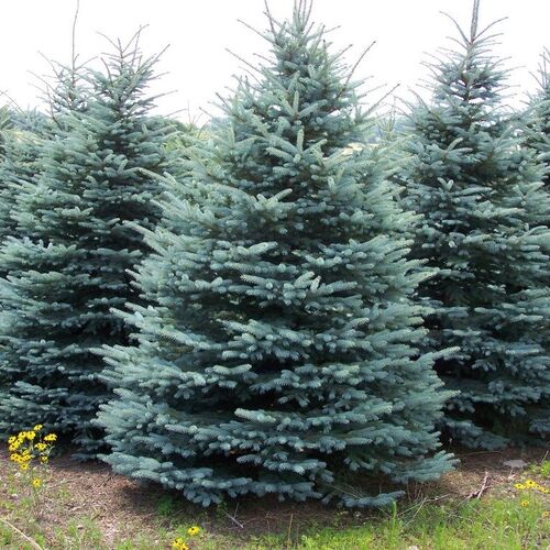 Ель колючая Блю Даймонд/Picea pungens Blue Diamond 180-200 С20