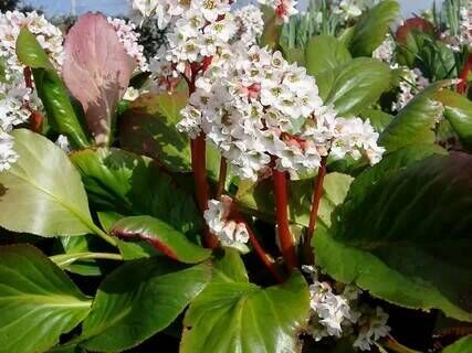 Бадан гибридный Брессингем Уайт/Bergenia х hybrida Bressingham White С3