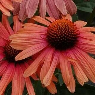 Эхинацея пурпурная Мама Миа/Echinacea purpurea Mama Mia С3