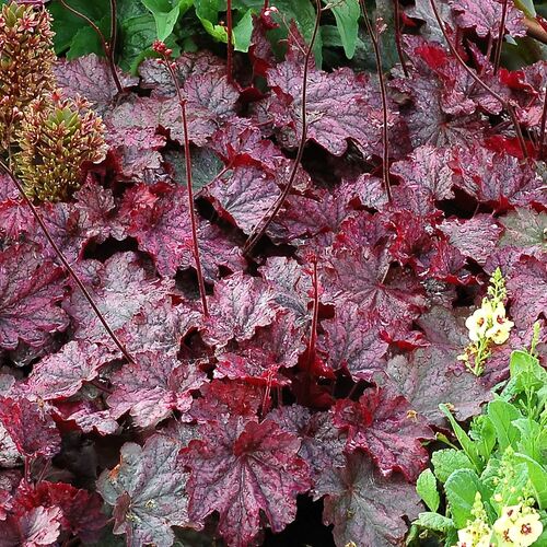 Гейхера гибридная Миднайт Байу/Heuchera hybrid Midnight Bayou С3