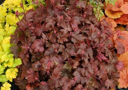 Гейхерелла гибридная Берништ Бронз/Heucherella hybrid Burnished Bronze С3