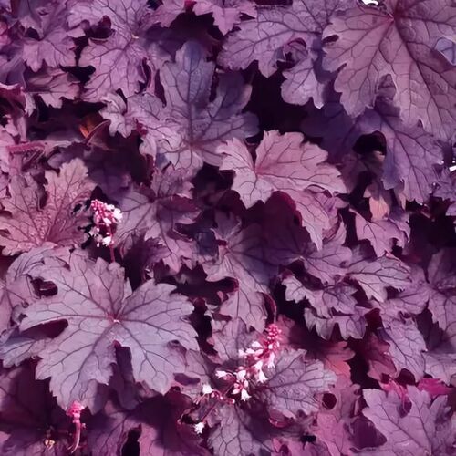 Гейхерелла Плюм Каскад/Heucherella Plum Cascade С3