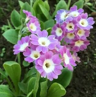 Примула ушковая Бартл/Primula auricula Bartl Р1,5