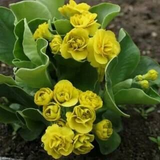 Примула ушковая Форест Лемон/Primula auricula Forest lemon Р1,5