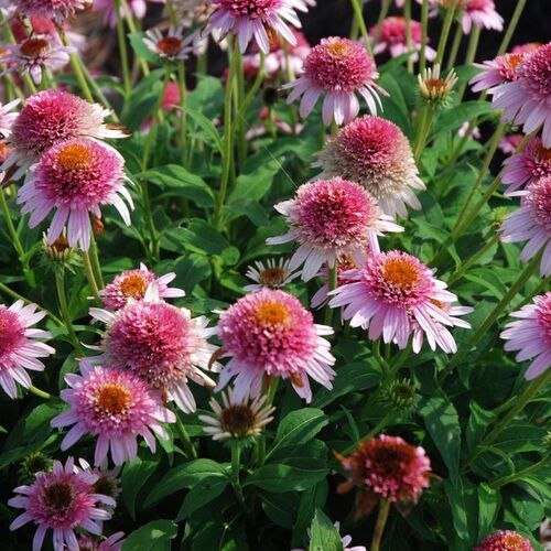 Эхинацея пурпурная Батерфляй Кисес/Echinacea purpurea Butterfly Kisses Р1,5