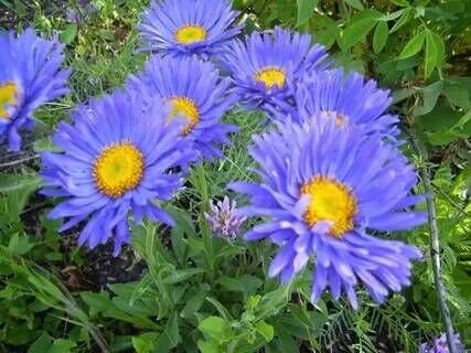 Астра альпийская Блю/Aster alpinus Blue C3