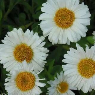 Астра альпийская Уайт/Aster alpinus White C3