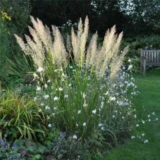 Вейник коротковолосистый/Calamagrostis brachytricha С3