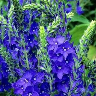 Вероника дубравная Роял Блю/Veronica teucrium Royal Blue С3