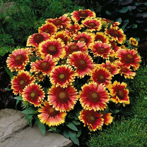 Гайлардия остистая Аризона Сан/Gaillardia aristata Arizona Sun С3