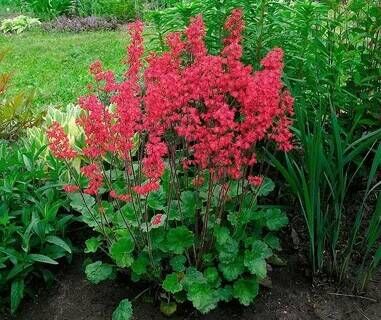 Гейхера кроваво-красная Корал Форест/Heuchera sanguinea Coral Forest С3