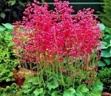 Гейхера кроваво-красная Руби Беллс/Heuchera sanguinea Ruby Bells С3