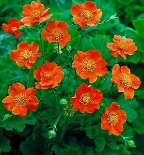 Гравилат шарлаховый Кои/Geum coccineum Koi С3