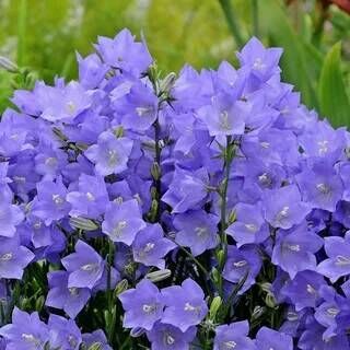 Колокольчик персиколистный Блю/Campanula persicifolia Blue C3