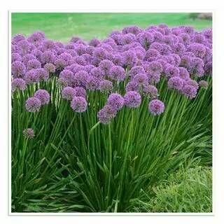 Шнитт-лук Медонос/Allium schoenoprasum С3