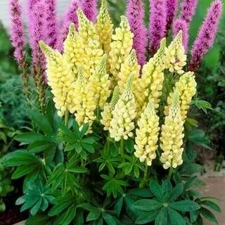Люпин многолистный Еллоу Шэйдс/Lupinus polyphyllus Yellow Shades С3