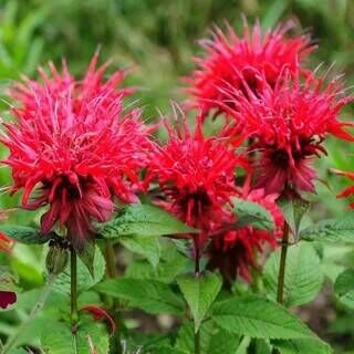 Монарда двойчатая Панорама Рэд/Monarda didyma Panorama Red Р 1.5