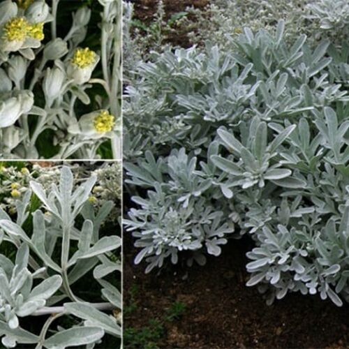 Полынь Стеллера/Artemisia stelleriana Р1,5