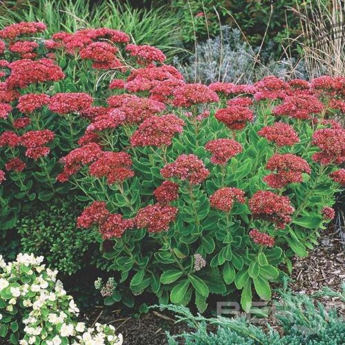 Очиток телефиум Хербштфройде/Sedum telephium Herbstfreude С3