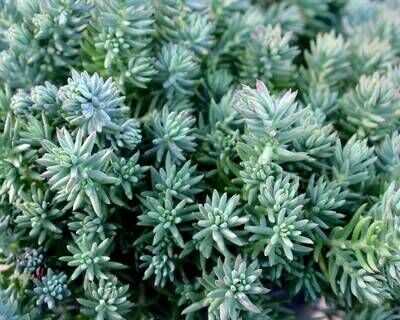 Очиток отогнутый Блю/Sedum reflexum Blue Р 1.5