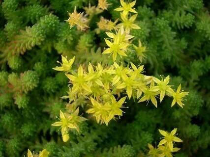 Очиток шестигранный/Sedum sexangulare С3