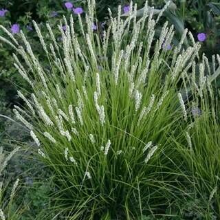 Сеслерия серебристая/Sesleria argentea Р 1.5