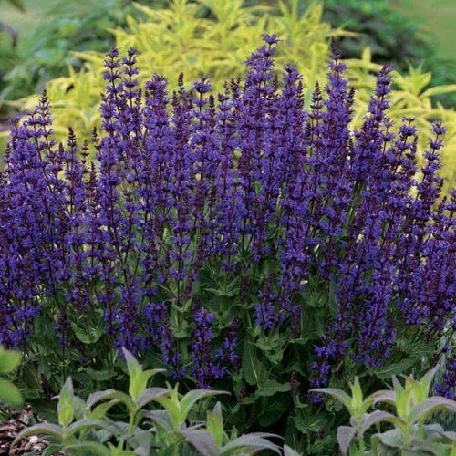 Шалфей (сальвия) дубравный Куин Дворф Блю/Salvia nemorosa Queen Dwarf  Blue С3